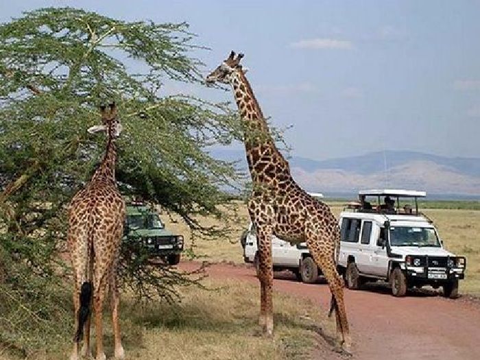 За жирафами в Африку
